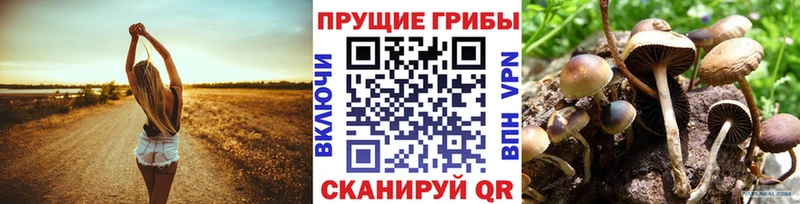 Галлюциногенные грибы Psilocybe  Торжок 